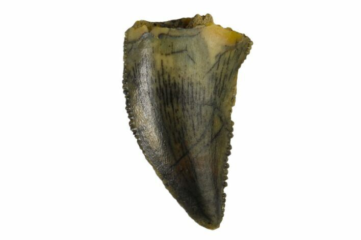 Serrated, Raptor Tooth - Real Dinosaur Tooth #115870